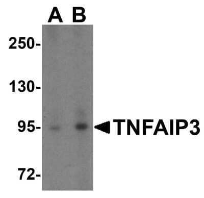 Western Blot: A20/TNFAIP3 AntibodyBSA Free [NBP1-77024]