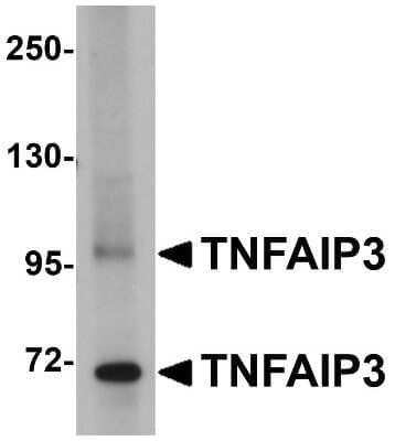 Western Blot: A20/TNFAIP3 AntibodyBSA Free [NBP1-77351]