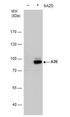 Western Blot: A20/TNFAIP3 Antibody [NBP2-20671]