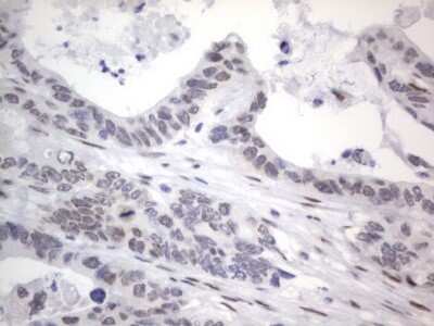 Immunohistochemistry: A2BP1 Antibody (OTI4F9) [NBP2-45532]