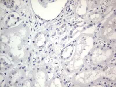 Immunohistochemistry: A2BP1 Antibody (OTI4F9) [NBP2-45532]