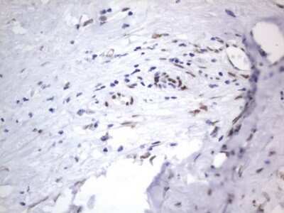 Immunohistochemistry: A2BP1 Antibody (OTI4F9) [NBP2-45532]