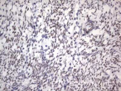 Immunohistochemistry: A2BP1 Antibody (OTI4F9) [NBP2-45532]