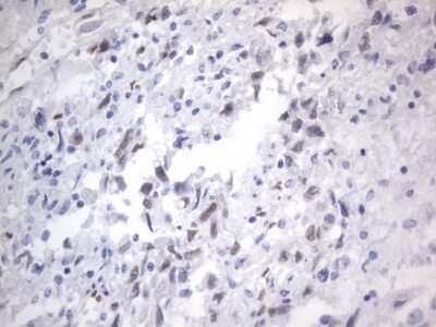 Immunohistochemistry: A2BP1 Antibody (OTI4F9) [NBP2-45532]