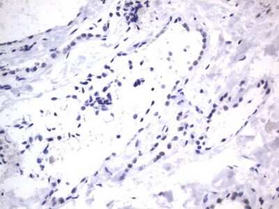 Immunohistochemistry: A2BP1 Antibody (OTI4F9) [NBP2-45532]