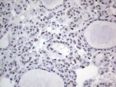 Immunohistochemistry: A2BP1 Antibody (OTI4F9) [NBP2-45532]