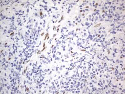 Immunohistochemistry: A2BP1 Antibody (OTI4F9) [NBP2-45532]