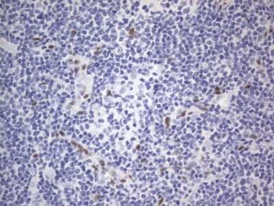 Immunohistochemistry: A2BP1 Antibody (OTI4F9) [NBP2-45532]