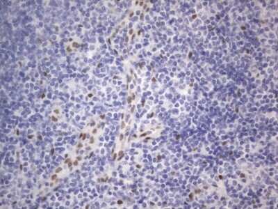 Immunohistochemistry: A2BP1 Antibody (OTI4F9) [NBP2-45532]