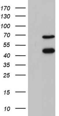 Western Blot: A2BP1 Antibody (OTI4F9) [NBP2-45532]