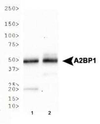 Western Blot: A2BP1 Antibody (D8H8)Azide and BSA Free [NBP2-80553]