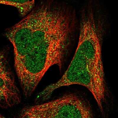 Immunocytochemistry/ Immunofluorescence: A2BP1 Antibody [NBP1-90304]