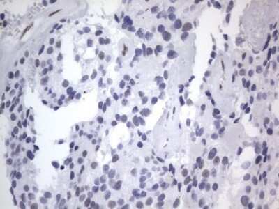 Immunohistochemistry: A2BP1 Antibody (OTI4F9) - Azide and BSA Free [NBP2-71965]