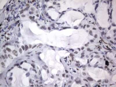 Immunohistochemistry: A2BP1 Antibody (OTI4F9) - Azide and BSA Free [NBP2-71965]