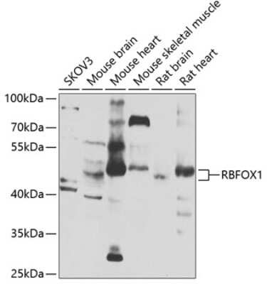 Western Blot: A2BP1 AntibodyAzide and BSA Free [NBP2-92816]