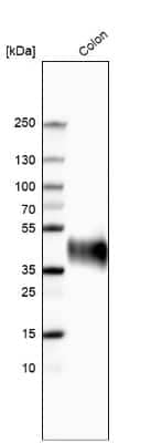 Western Blot: A33/GPA33 Antibody [NBP1-89332]