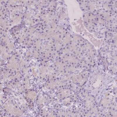 Immunohistochemistry-Paraffin: A4GNT Antibody [NBP1-89129]