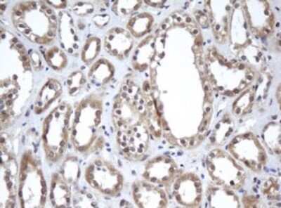 Immunohistochemistry: A4GNT Antibody (OTI2H9) - Azide and BSA Free [NBP2-71905]