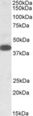 Western Blot: A4GNT Antibody [NBP2-27480]