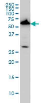 Western Blot: AAAS Antibody (5A1) [H00008086-M02]