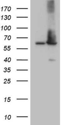 Western Blot: AAAS Antibody (OTI5B10)Azide and BSA Free [NBP2-71358]