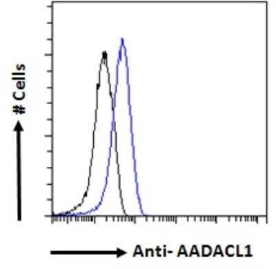 Flow Cytometry: AADACL1 Antibody [NBP2-76805]