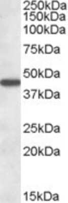 Western Blot: alpha-Aminoadipate Aminotransferase Antibody [NB110-99587]