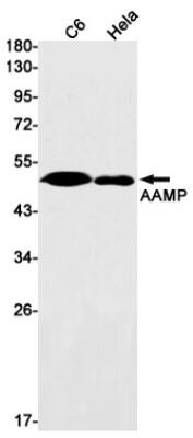 Western Blot: AAMP Antibody (S01-8F4) [NBP3-19552]