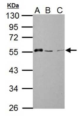 Western Blot: AAMP Antibody [NBP2-21597]