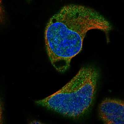 Immunocytochemistry/ Immunofluorescence: AARSD1 Antibody [NBP1-81144]