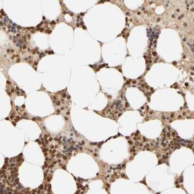 Immunohistochemistry-Paraffin: AARSD1 Antibody [NBP1-81144]