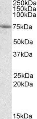 Western Blot: AARSD1 Antibody [NBP1-45215]