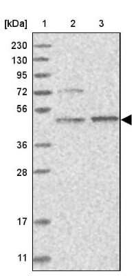 Western Blot: AARSD1 Antibody [NBP1-81143]