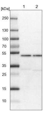 Western Blot: AARSD1 Antibody [NBP1-81143]