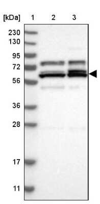 Western Blot: PTGES3L-AARSD1 Antibody [NBP1-81145]