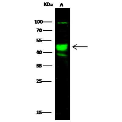 Western Blot: AARSD1 Antibody [NBP3-00270]