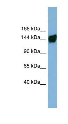 Western Blot: AASDH Antibody [NBP1-56362]