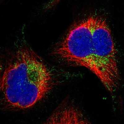 Immunocytochemistry/ Immunofluorescence: AASS Antibody [NBP1-82833]