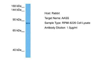 Western Blot: AASS Antibody [NBP2-86934]