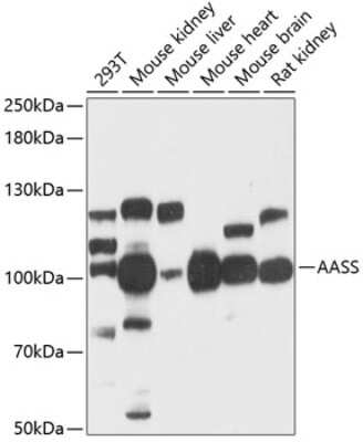 Western Blot: AASS AntibodyAzide and BSA Free [NBP2-92093]