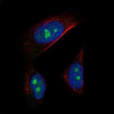 Immunocytochemistry/ Immunofluorescence: AATF Antibody [NBP3-17680]