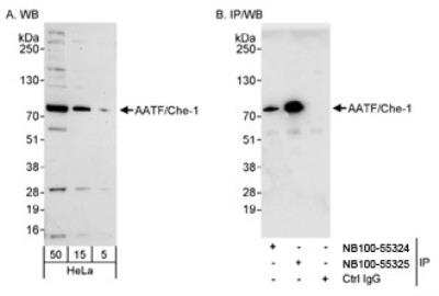 Western Blot: AATF Antibody [NB100-55324]