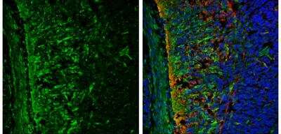 Immunohistochemistry-Frozen: ABAT Antibody [NBP2-21598]
