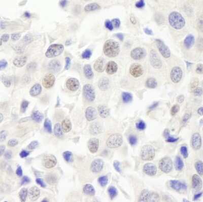 Immunohistochemistry: ABC2 Antibody [NB100-74598]