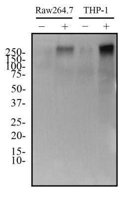 Western Blot: ABCA1 Antibody (1276B)Azide and BSA Free [NBP2-80556]