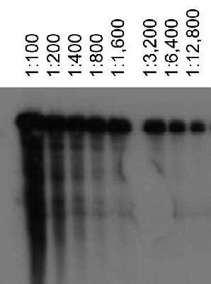 Western Blot: ABCA1 Antibody (3A1.891.3) [NB400-164]