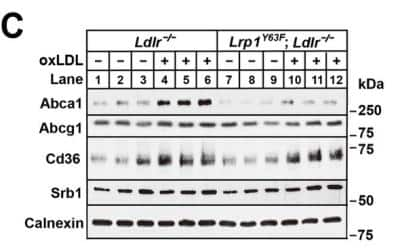 Western Blot: ABCA1 Antibody (3A1.891.3) [NB400-164]