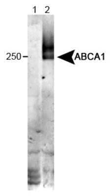 Western Blot: ABCA1 Antibody (HJ1)Azide and BSA Free [NBP2-80554]