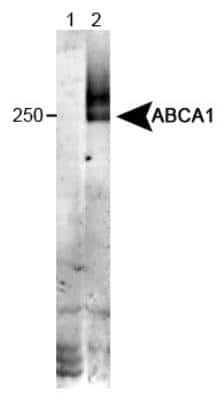 Western Blot: ABCA1 Antibody (HJ1)BSA Free [NB100-2068]