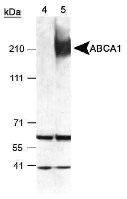 Western Blot Detection of ABCA1 in Mouse Peritoneal Macrophages